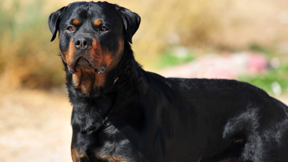  rottweiler jako niezawodny pies obronny 
