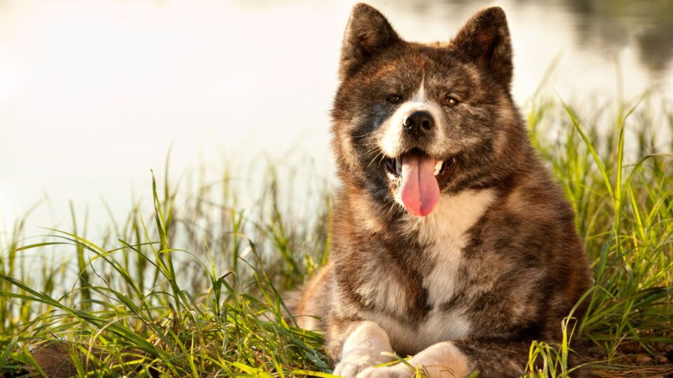 czy Akita Inu może być psem obronnym?