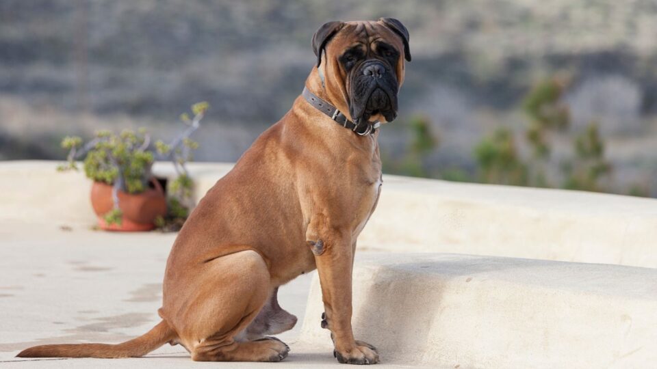  jaki pies posiada niezawodny instynkt obronny - Bullmastiff 