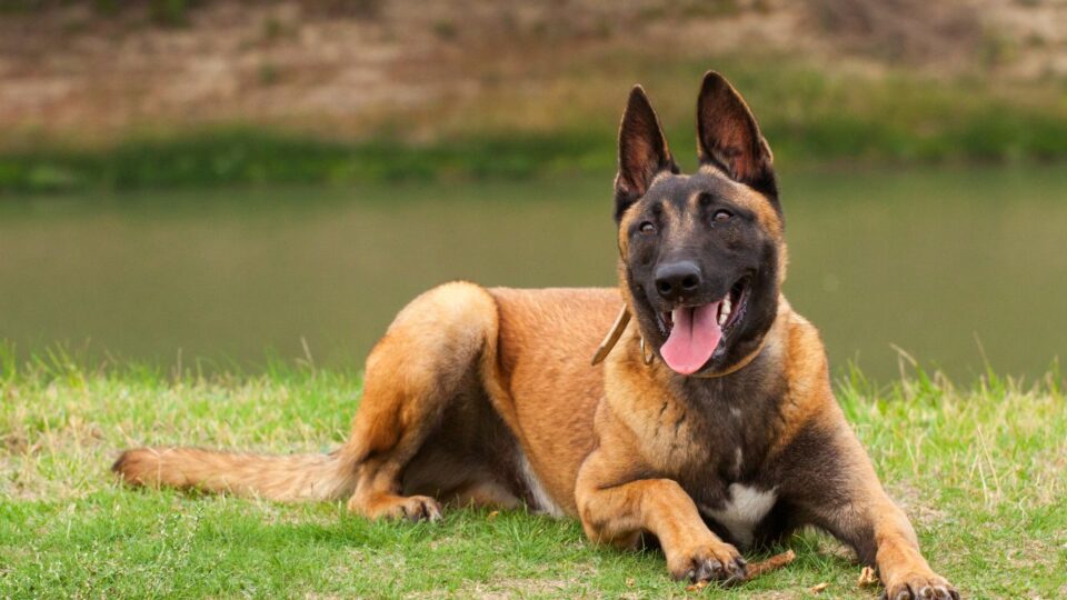 Belgijski Malinois - czy psy obronne są niebezpieczne dla dzieci?