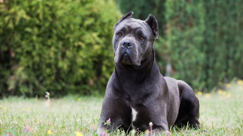 Cane Corso to idealny strażnik człowieka