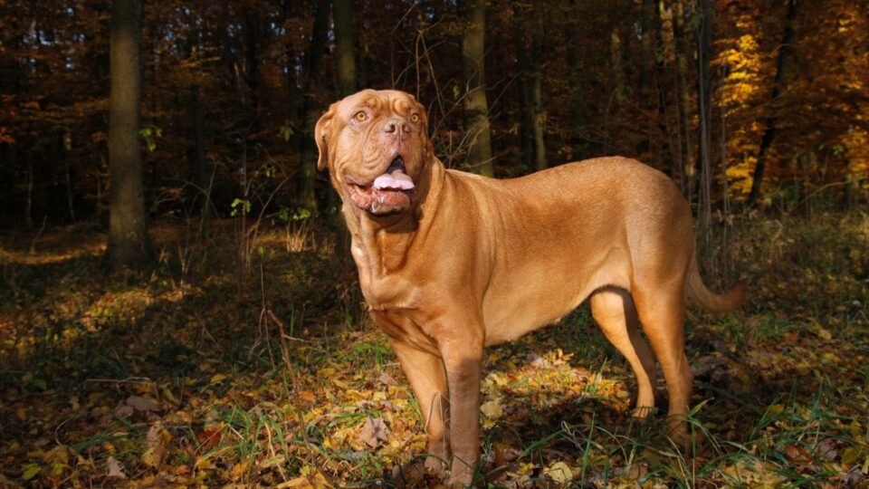Czujny French Mastiff stojący na straży