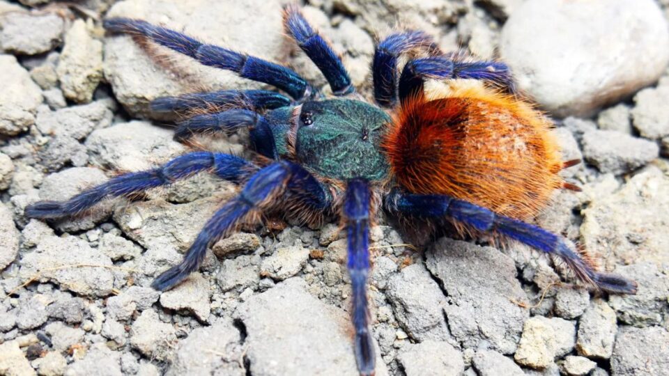  Kolorowy ptasznik Chromatopelma cyaneopubescens na tle kamieni. 