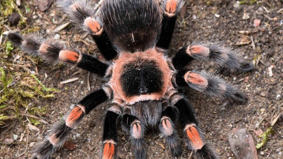 Acanthoscurria geniculata o wyraźnych czarno-pomarańczowych  pasach na odnóżach