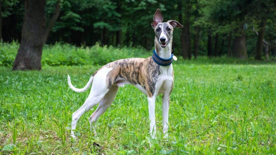 Dostojny whippet o smukłym torsie na tle zieleni