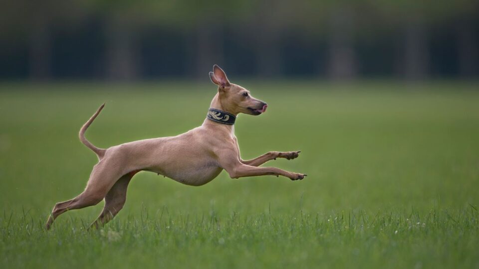 Pies whippet uchwycony w trakcie biegu 
