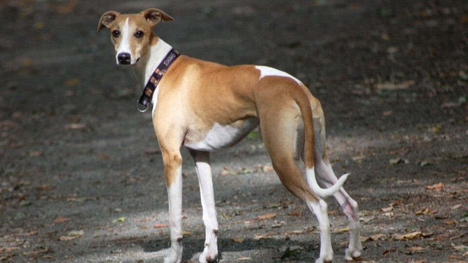 Whippet wyglądający na zaniepokojonego podczas spaceru