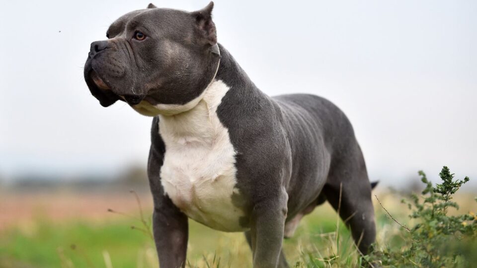 American bully czarny z białą plamą na torsie