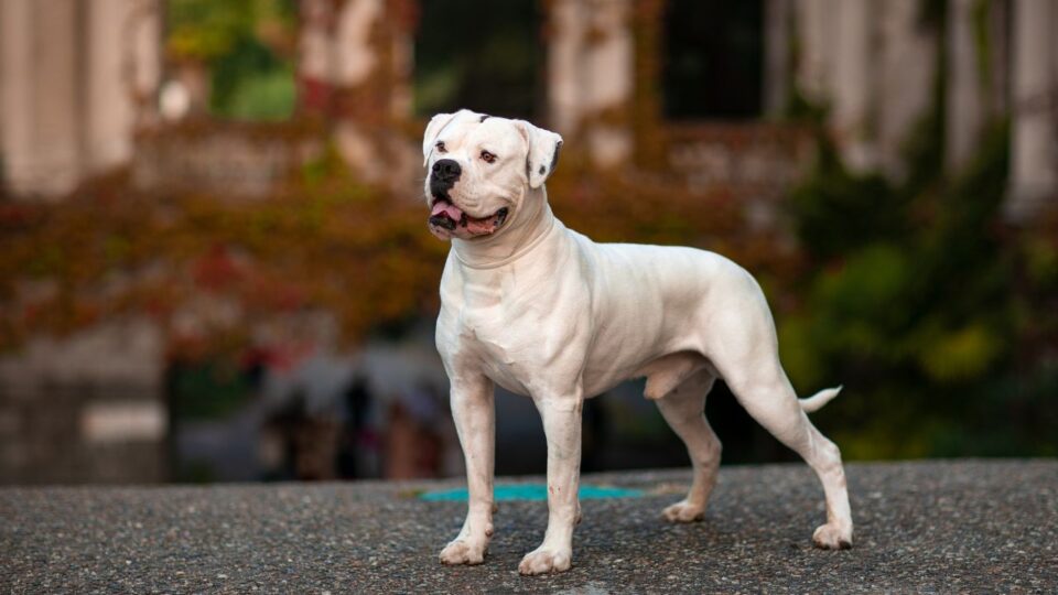 American bulldog - biały pies z czarnymi plamami na uszach