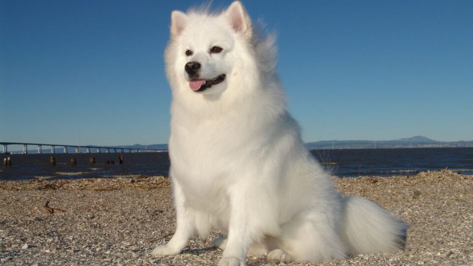 American eskimo dog - biały pies na tle morza