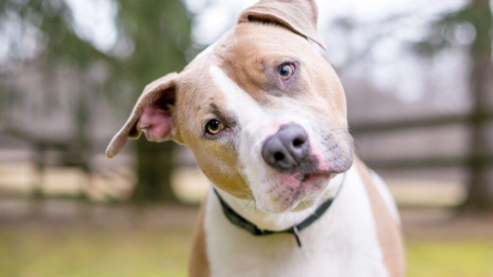 Pit bull terrier patrzący w obiektyw z przekręconą głową