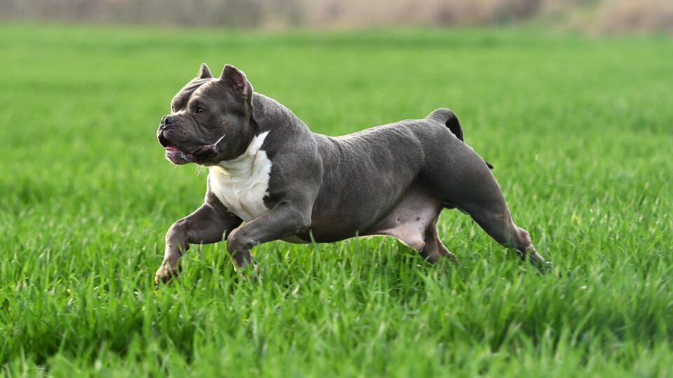 American bully uchwycony w trakcie biegu po trawie
