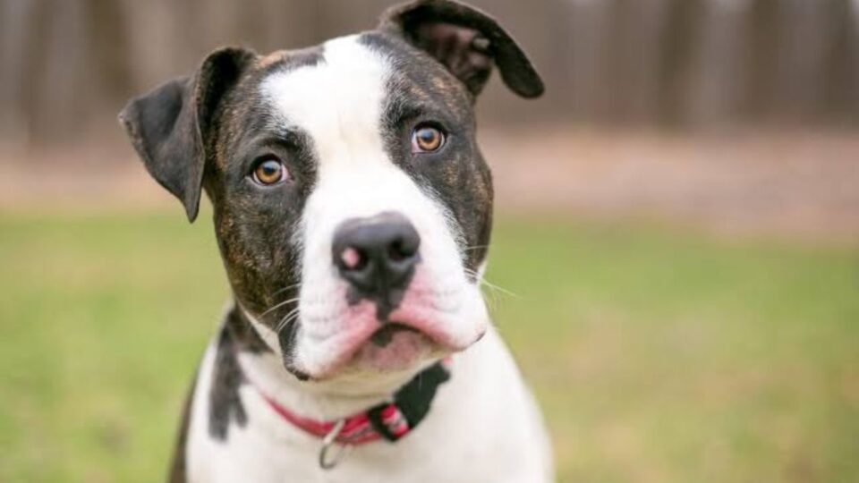 Biało - brązowy american bulldog