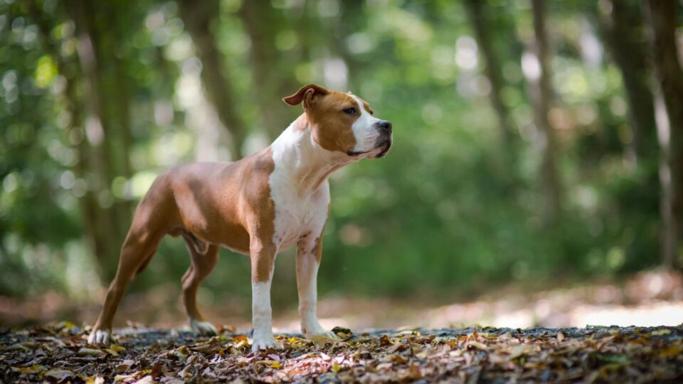 Ile waży dorosły Amstaff?