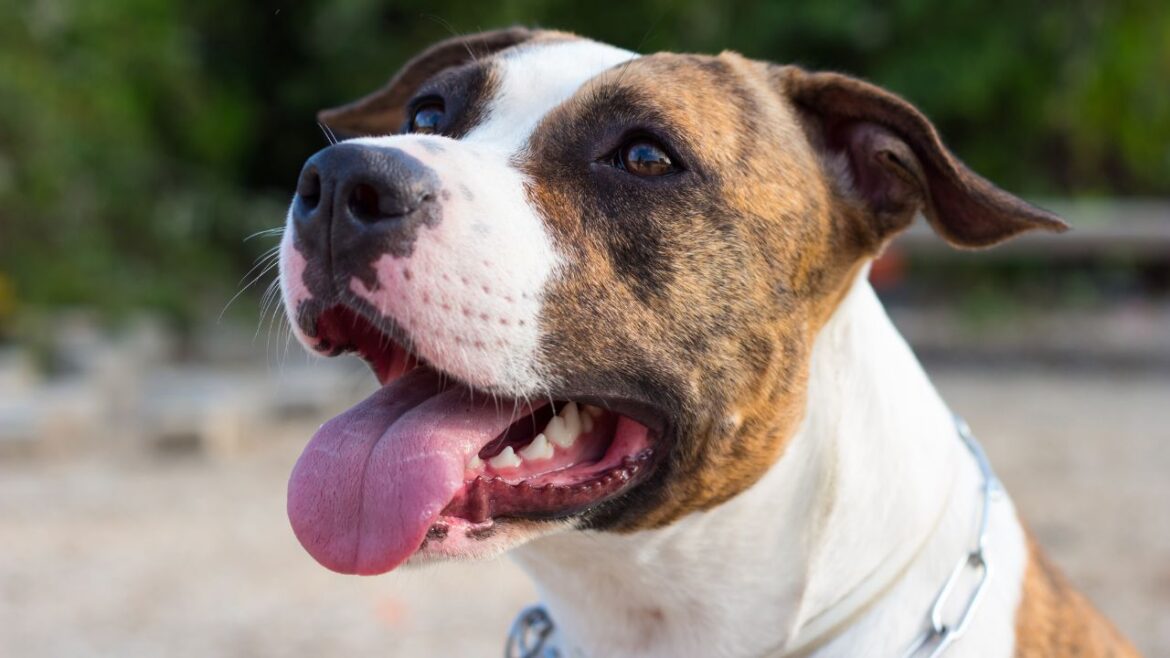 Amstaff - co powinieneś wiedzieć przed adopcją?