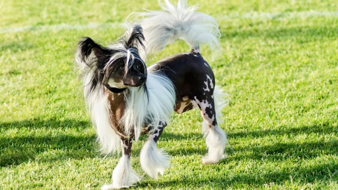 Grzywacz chiński - urokliwy pies bez sierści