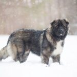 Kaukaz pies - kompletny przewodnik po owczarku kaukaskim