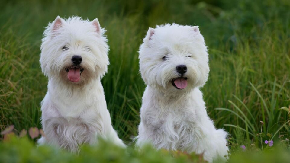 Psy rasy West highland white terrier (westie), ze szpiczastymi uszami, stojące pośród trawy