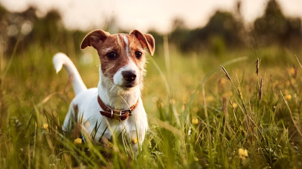 Jack russel terrier, biały piesek z rudawym pyskiem na tle trawy