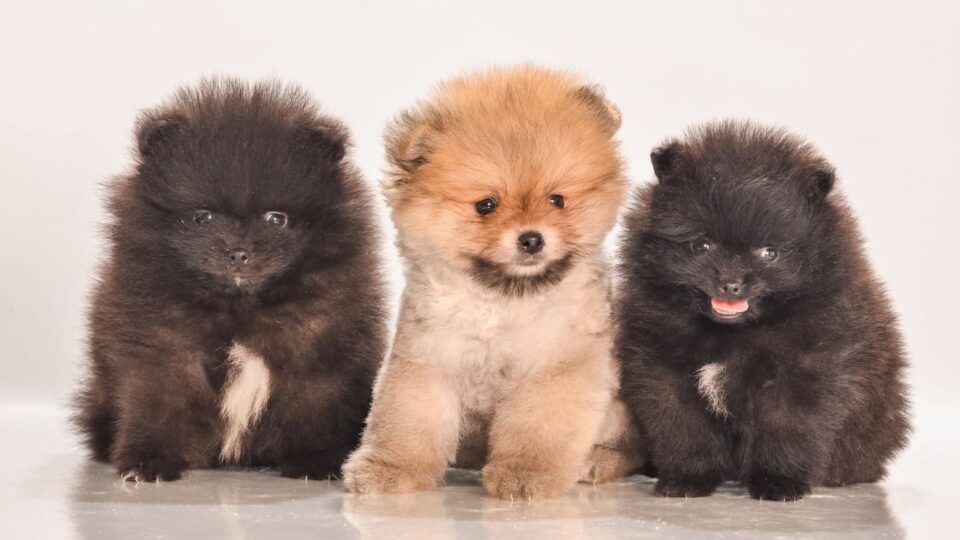 Trzy psy rasy pomeranian różnego umaszczenia, stojące obok siebie