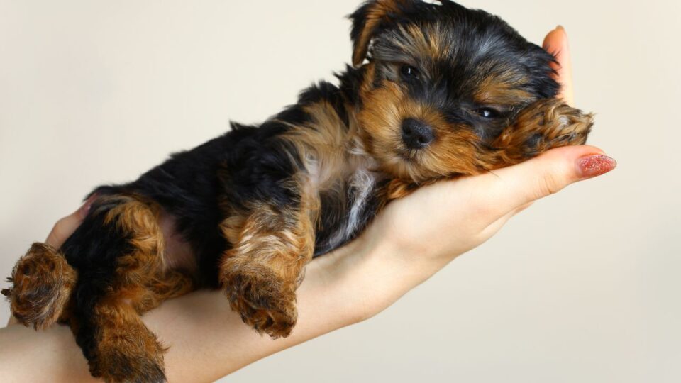 Malutki piesek rasy yorkshire terrier, leżący na dłoni opiekunki