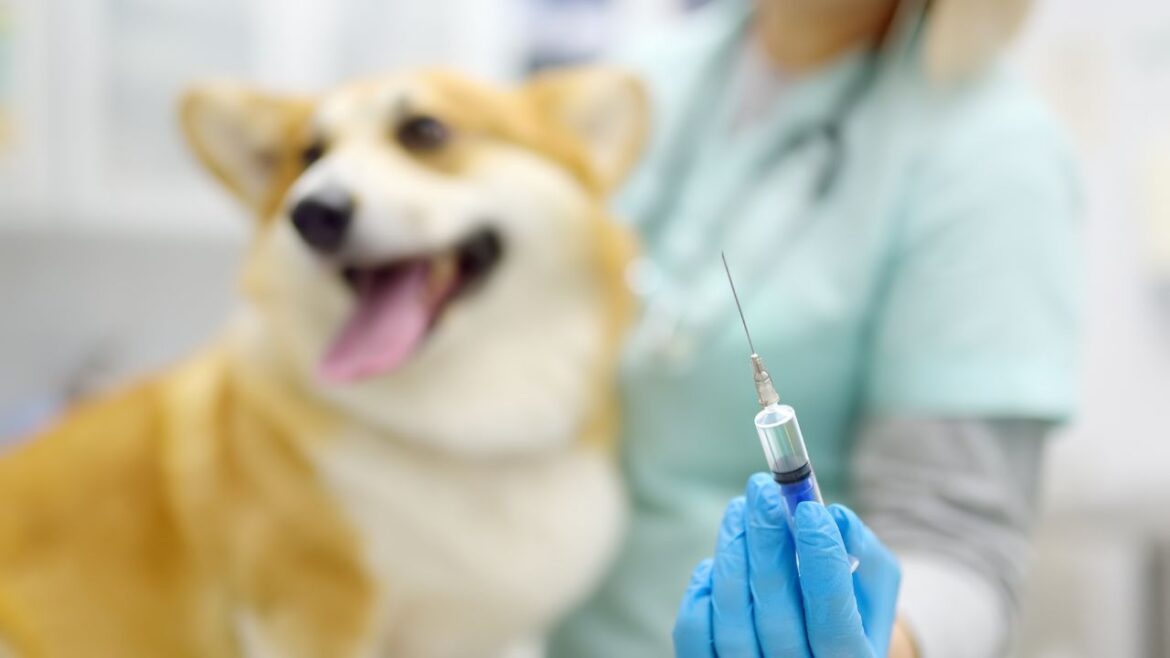 Parwowiroza to groźna choroba psów