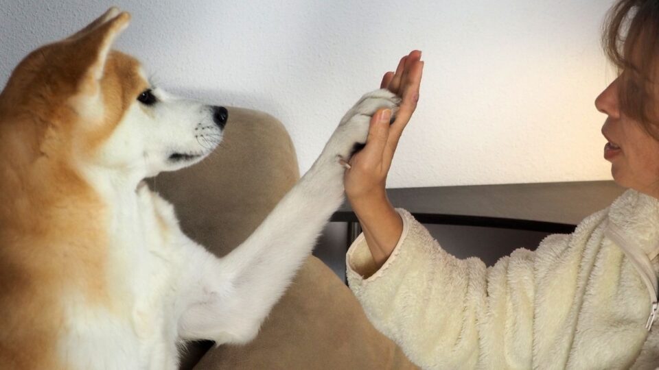 Shiba inu przybijająca piątkę ze swoją właścicielką 