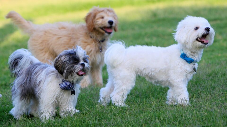 3 psy: goldendoodle, maltańczyk i shih tzu stojące obok siebie na trawie