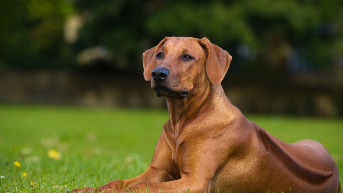 Rhodesian Ridgeback - afrykański strażnik z charakterystyczną pręgą