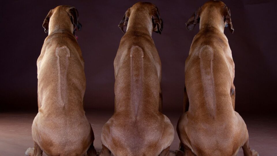 Trzy psy rasy Rhodesian Ridgeback z charakterystycznymi pręgami na grzbiecie pokazane od tyłu