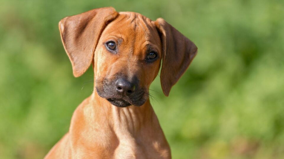 Mały pies rasy Rhodesian Ridgeback o nietypowym wyglądzie
