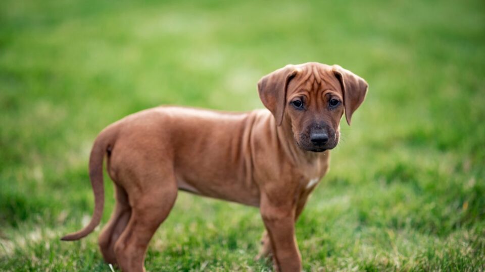 Szczeniak rasy Rhodesian Ridgeback z charakterystyczną pręgą i długim ogonem