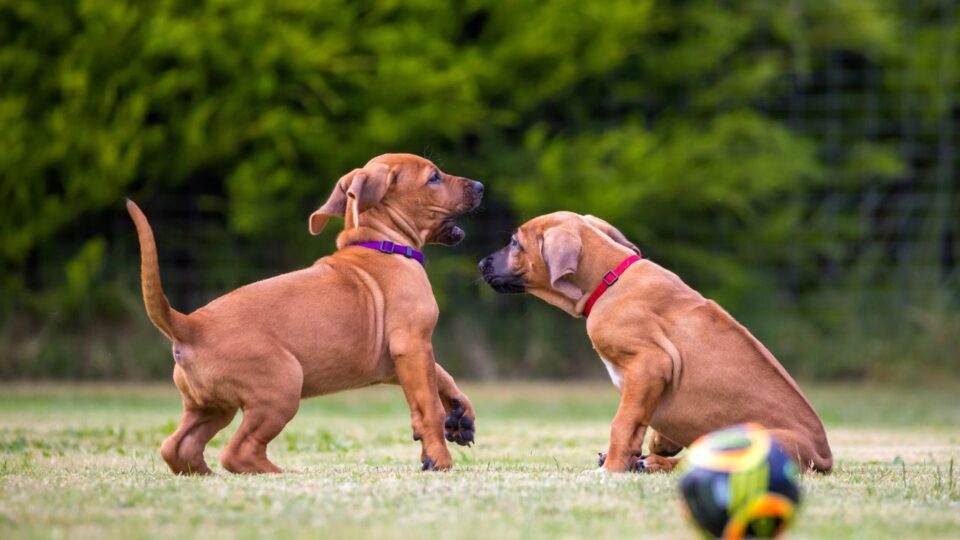 Dwa szczeniaczki rasy Rhodesian Ridgeback bawiące się ze sobą na trawie 