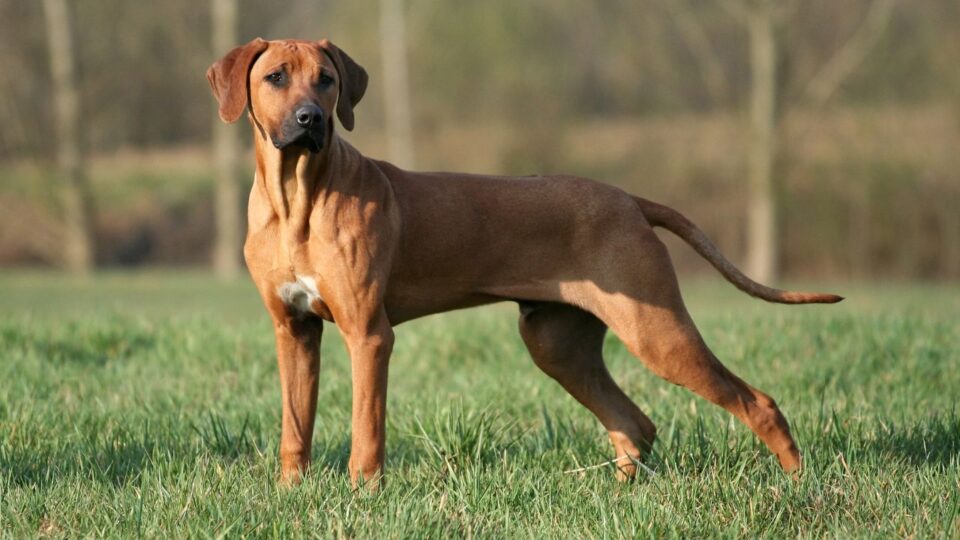 Rhodesian Ridgeback - dostojny pies z charakterystyczną pręgą na grzbiecie 