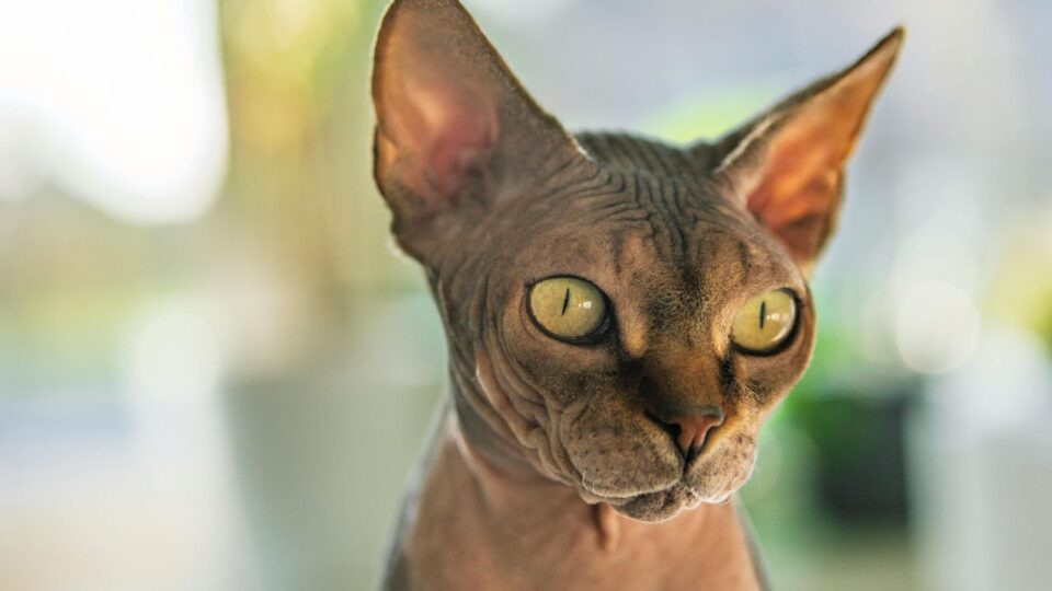 Kot rasy Sfinx z dużymi zielonymi oczami i szpiczastymi uszami