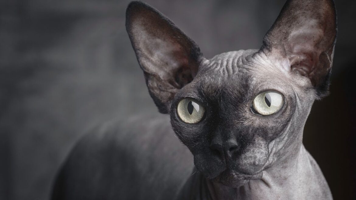 Sfinx - kompletny przewodnik po tej niezwykłej rasie