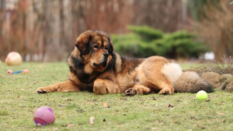Azjatycki tybetański mastif w ogrodzie – pies czujny i gotowy do zabawy