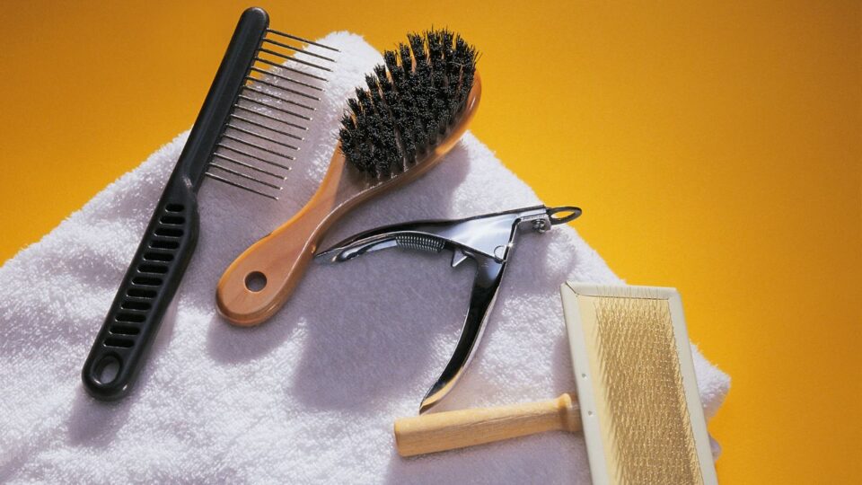 Czesanie azjatyckiego tybetańskiego mastifa