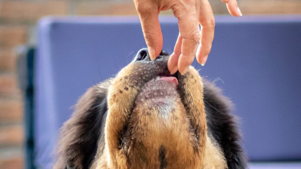 Zdrowa dieta dla azjatyckiego tybetańskiego mastifa