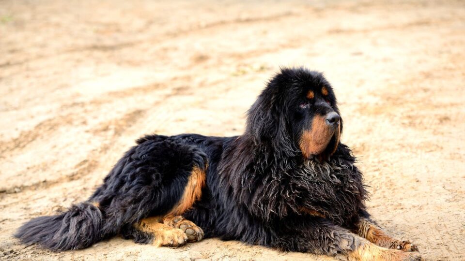 Azjatycki tybetański mastif – portret dorosłego psa z gęstą sierścią