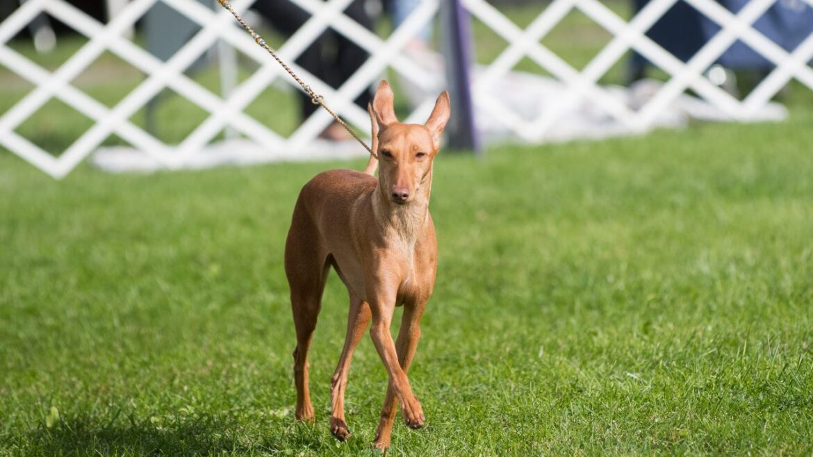 Cirneco dell’Etna – elegancki pies z Sycylii, który skradnie Twoje serce