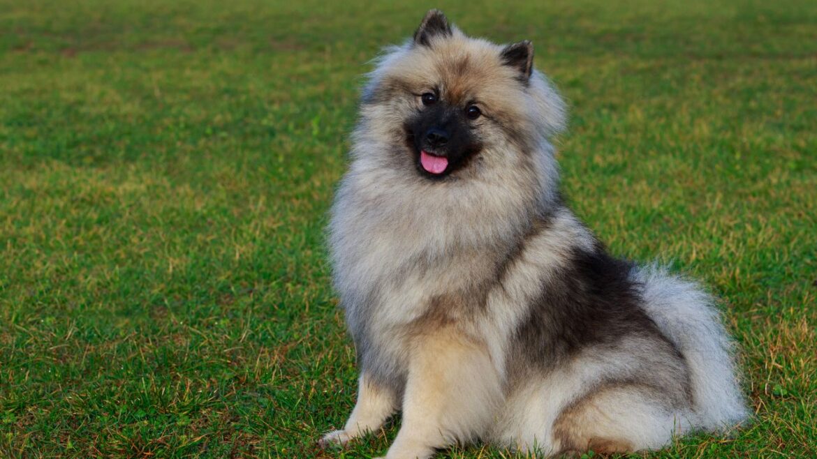 Pies rasy Keeshond