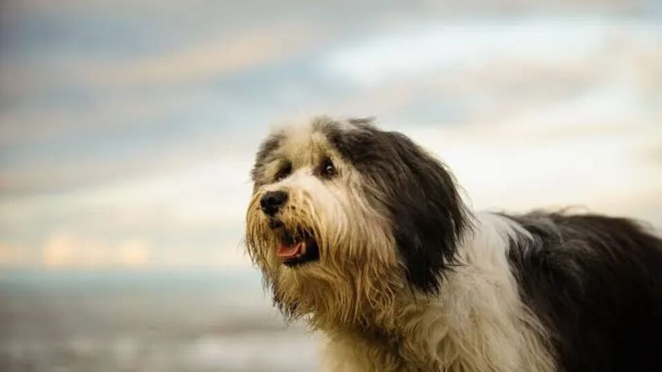 Polski owczarek nizinny – portret dorosłego psa z długą sierścią