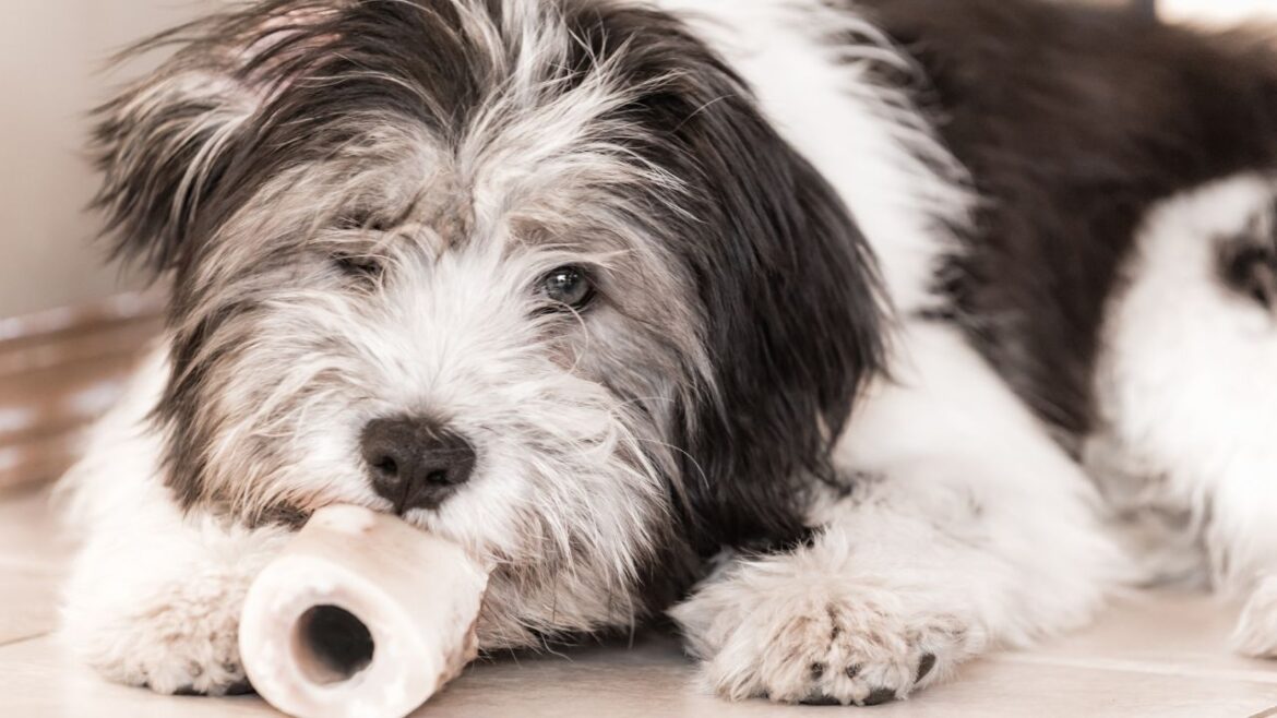 Polski owczarek nizinny