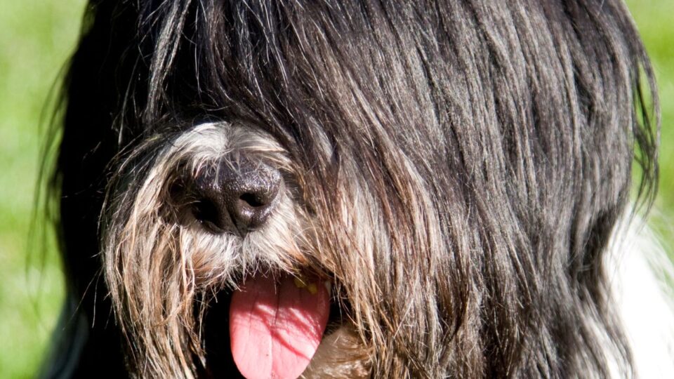 Zarośnięty pyszczek polskiego owczarka nizinnego