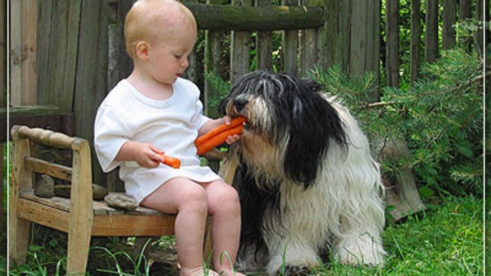 Zdrowa dieta dla polskiego owczarka nizinnego