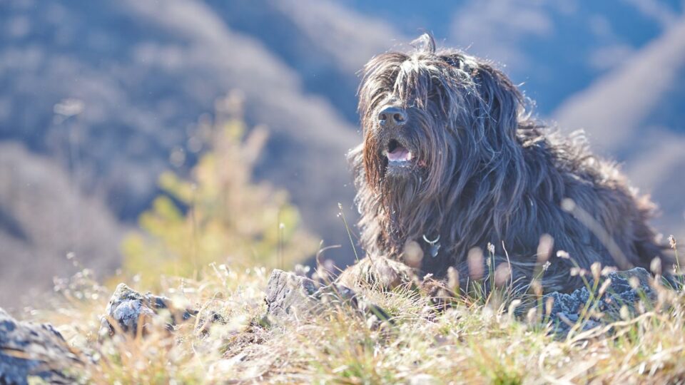 Pies Bergamasco w górach
