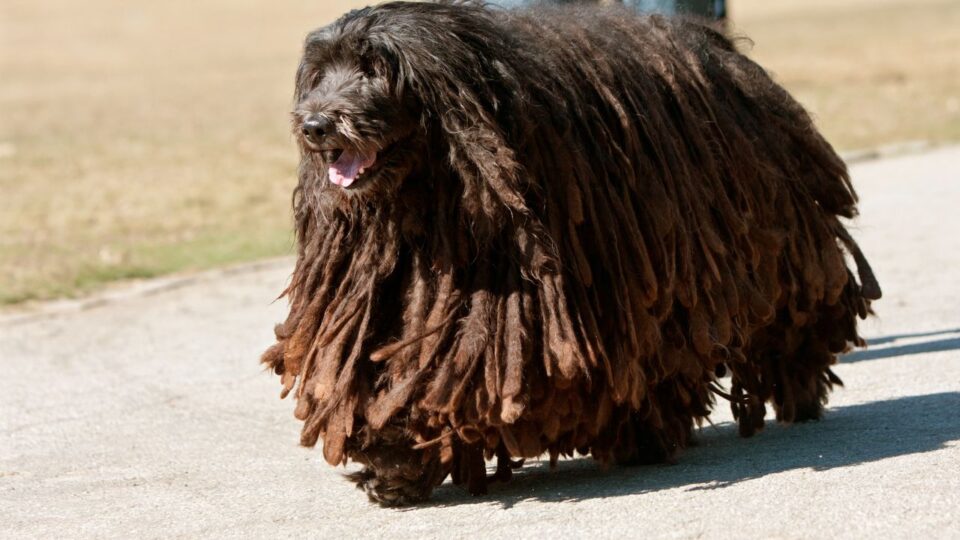 Pies rasy Bergamasco na spacerze 