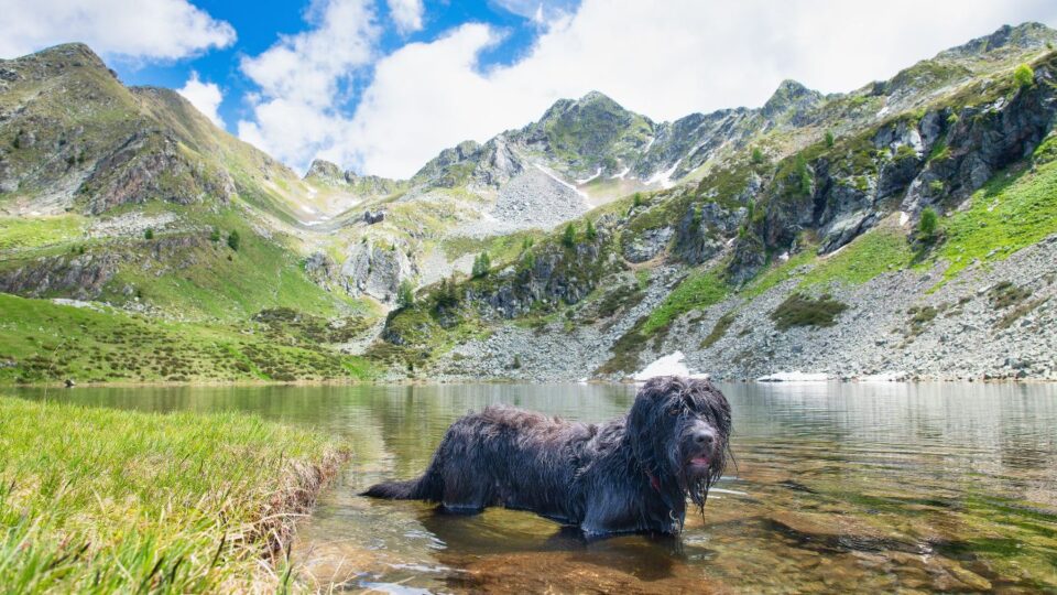 Pies Bergamasco w jeziorze górskim 