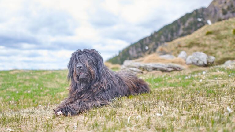 Bergamasco